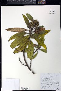 Miconia lanceolata image