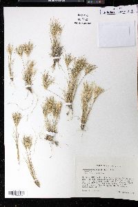 Dasyochloa pulchella image