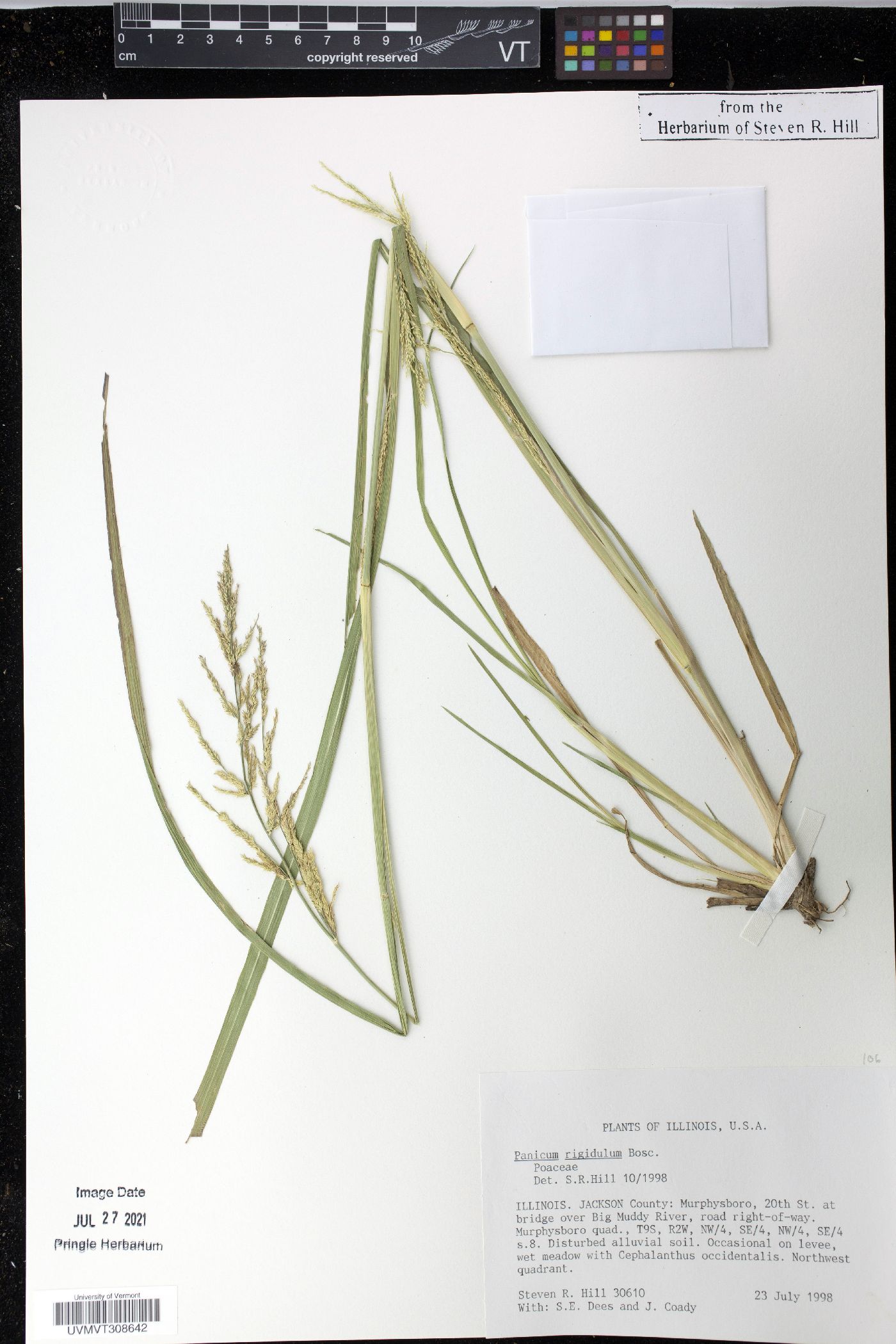 Panicum sublaeve image