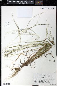 Digitaria filiformis image