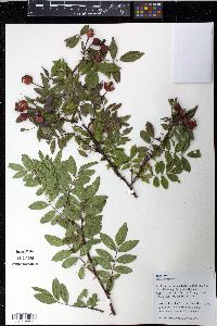 Rosa virginiana image