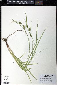 Carex houghtoniana image