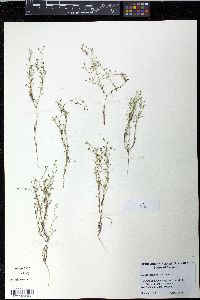 Sagina japonica image