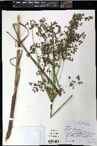 Scirpus pendulus image