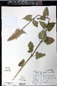 Agastache urticifolia image