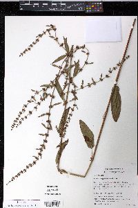 Rumex conglomeratus image