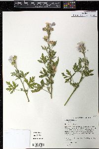 Malva moschata image