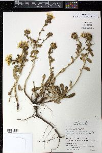 Grindelia stricta image