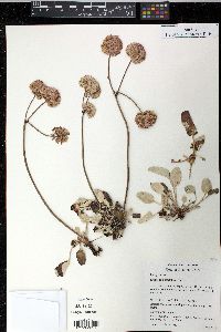 Eriogonum latifolium image