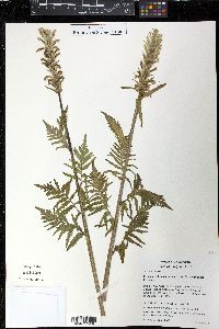 Pedicularis bracteosa image