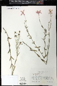 Sabatia campanulata image