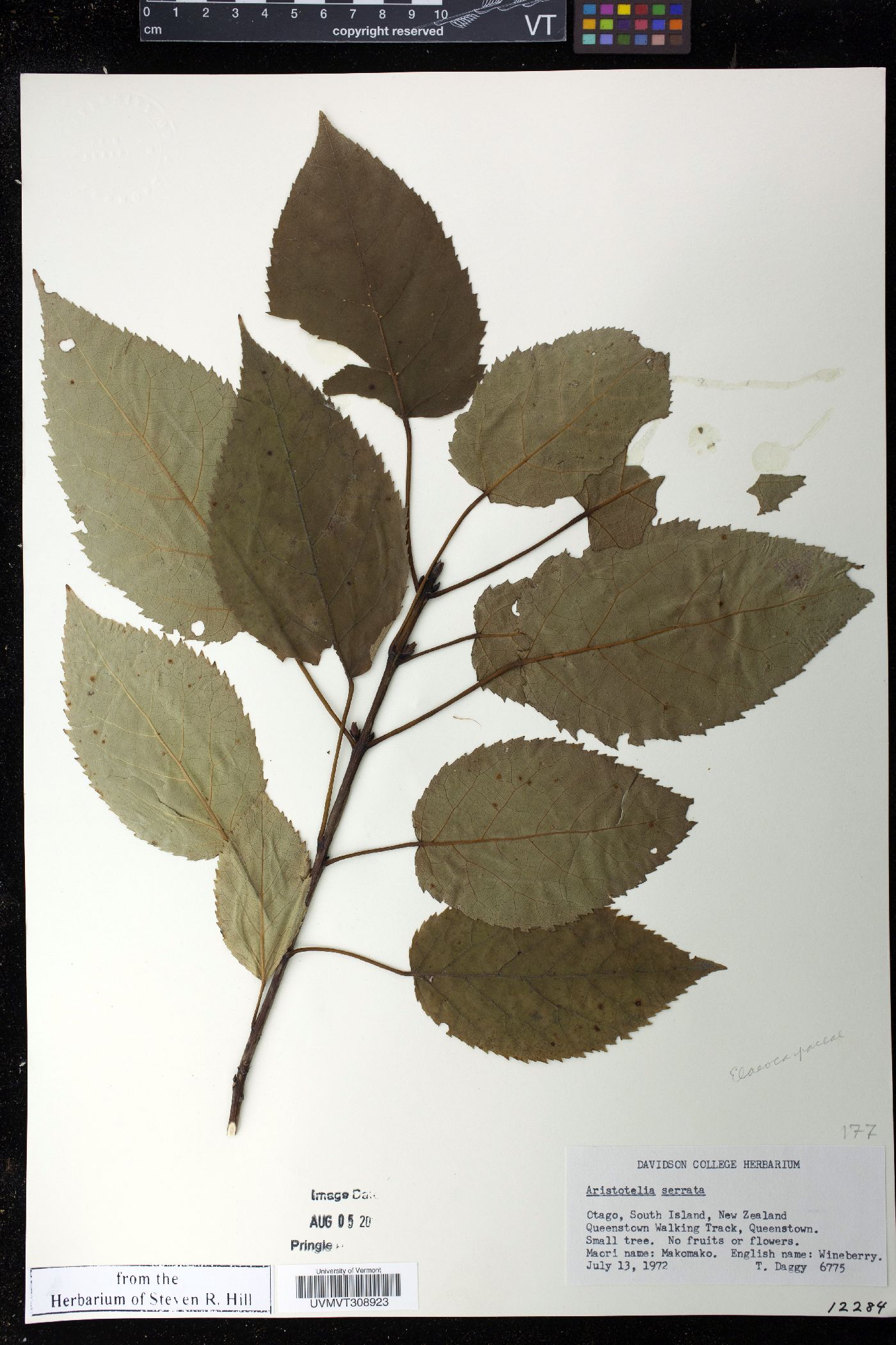 Aristotelia serrata image