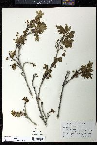 Acer glabrum image