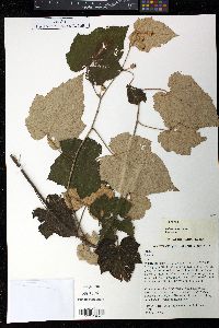 Rubus moluccanus image