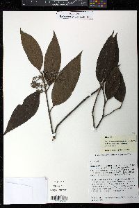 Image of Steganthera laxiflora