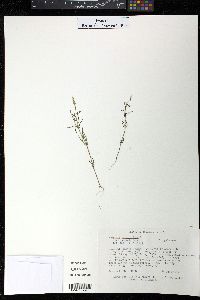 Polygala verticillata image