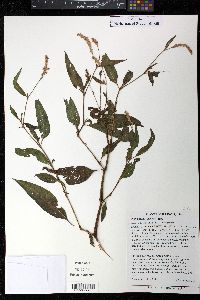 Persicaria bicornis image