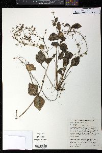 Montia sibirica image