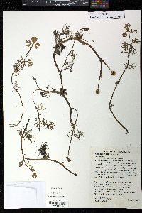 Ranunculus flabellaris image