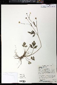 Ranunculus hispidus var. hispidus image