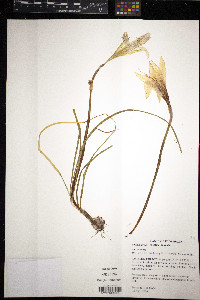 Zephyranthes treatiae image