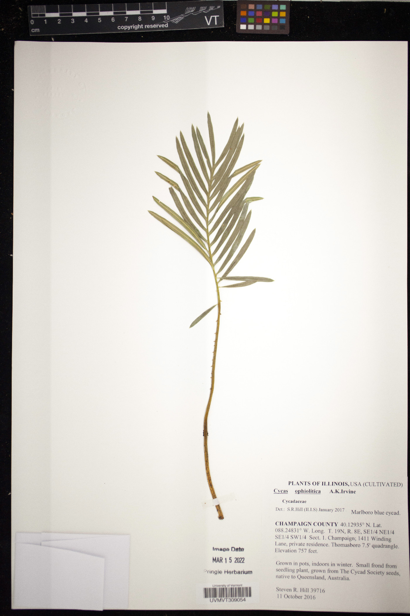 Cycas ophiolitica image