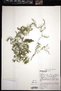 Ceratophyllum demersum image