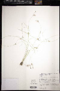 Fimbristylis decipiens image