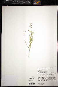 Asemeia grandiflora image