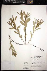 Stillingia sylvatica image