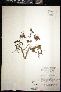 Valeriana longiflora image