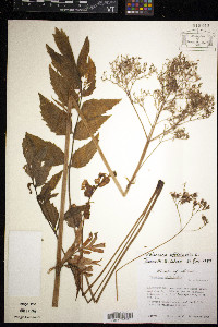 Valeriana officinalis image