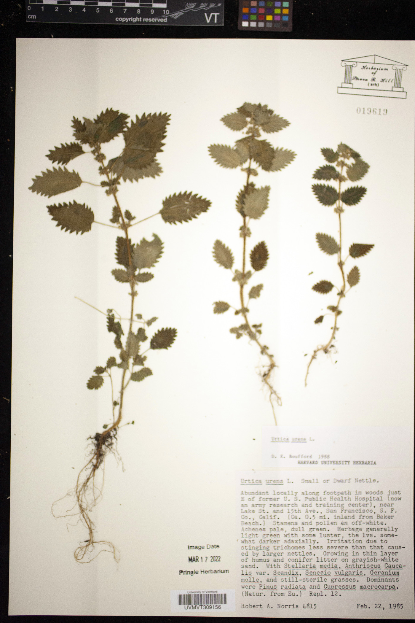 Urtica urens image