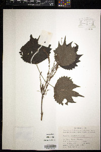Image of Boehmeria platanifolia