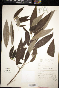 Debregeasia longifolia image