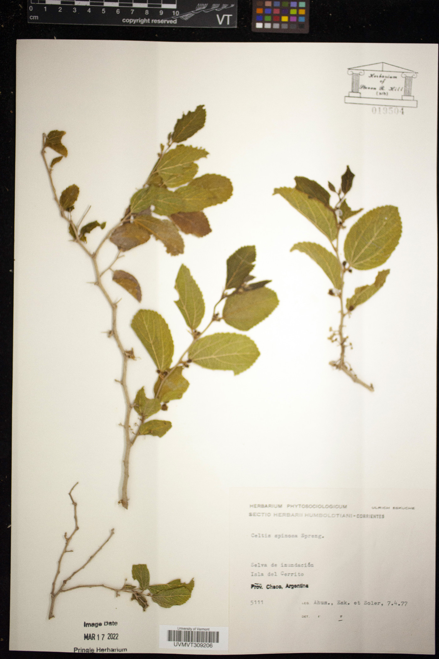 Celtis spinosa image