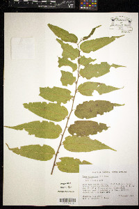 Trema micrantha image