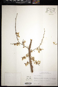 Ulmus alata image