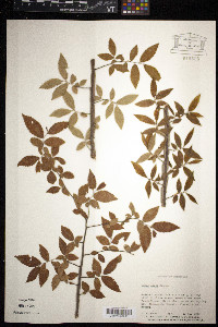 Ulmus alata image