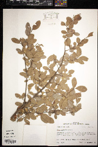 Ulmus crassifolia image