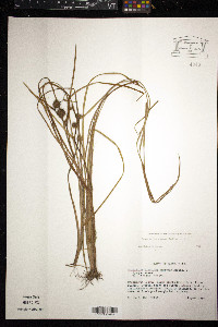 Sparganium angustifolium image