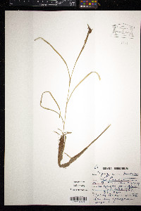 Sparganium angustifolium image