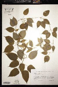 Image of Stemona japonica