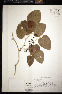 Smilax bona-nox image