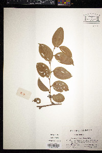 Smilax china image