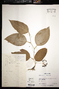 Smilax china image