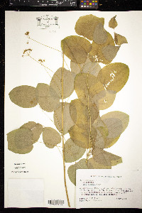 Smilax herbacea image