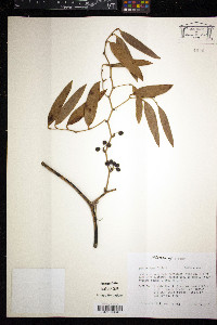 Smilax laurifolia image