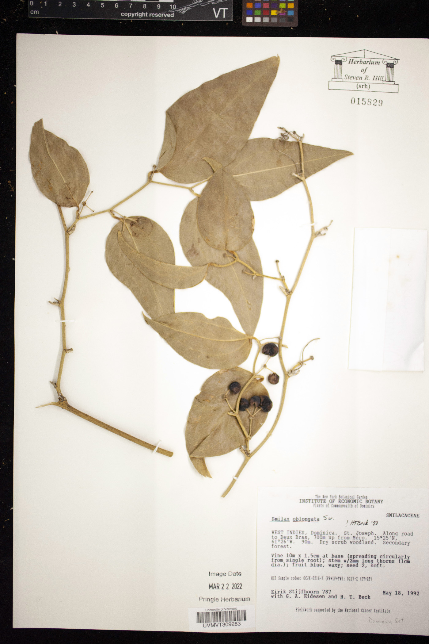 Smilax oblongata image