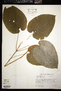 Smilax pulverulenta image